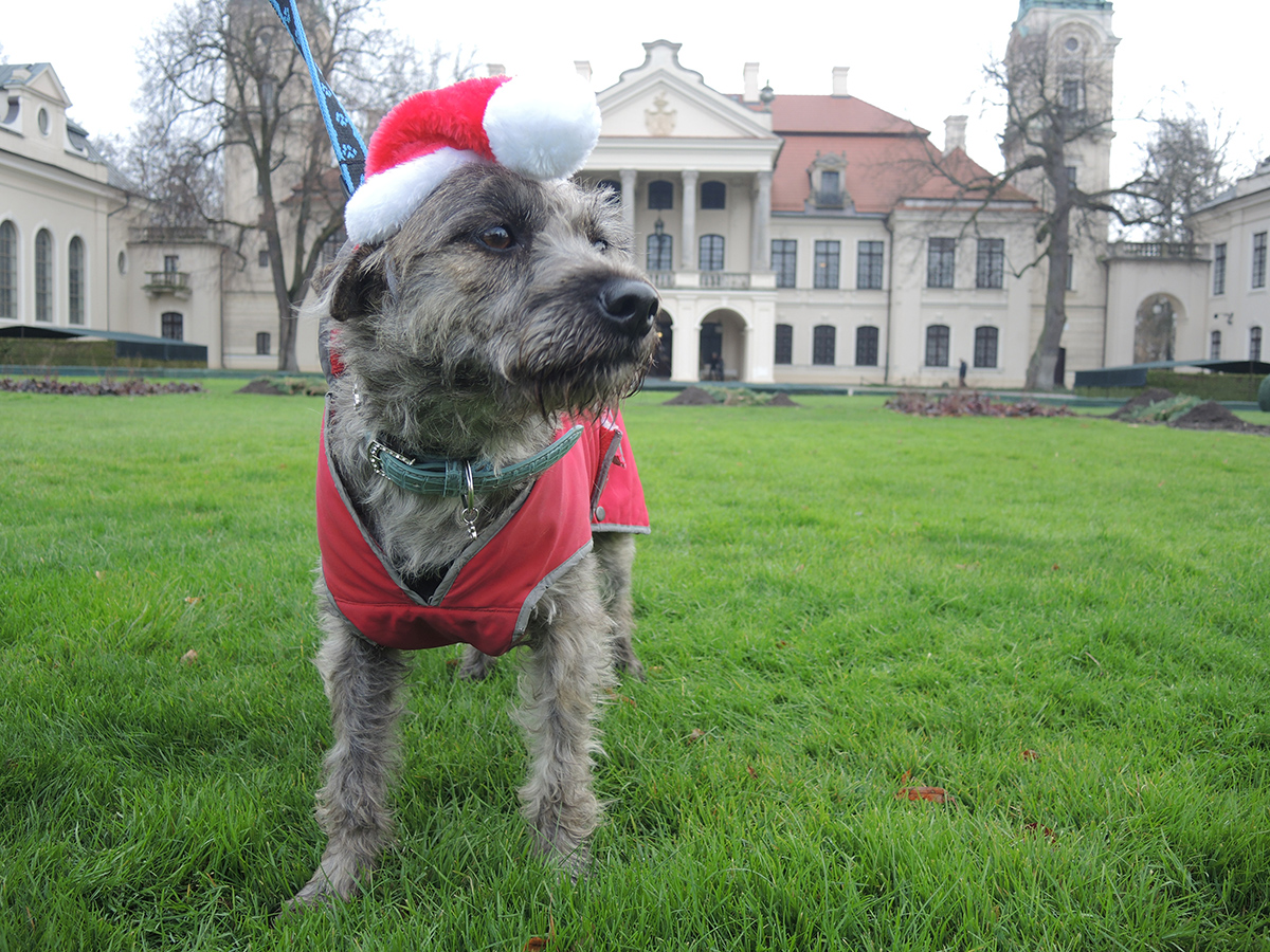 W centralnym miejscu fotografii, na trawniku stoi pies w czapce Świętego Mikołaja i czerwonym ubranku. W tle widać pałac w Kozłówce.